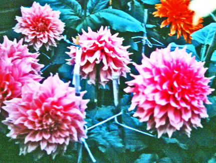 Dahlia ' H.K. BRAND '  (L.D.)  (Also known as Henry K. Brand)   Brand  Aus.  1972     (DS. 00509)  (NDS)